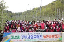 농소농협 여성조직 80여명, 북구 상안동 소재 사과농장에서 사과와 사과즙 구매