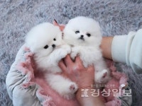 강아지분양 브랜드대상 스타일독앤캣, 수상에 걸맞는 혜택 선보여