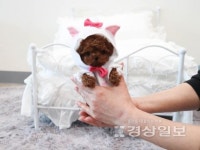 강아지분양 브랜드대상 스타일독앤캣, 개선된 서비스 제공 예정