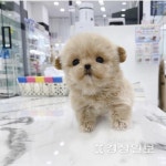 수원 강아지분양 전문샵 미유펫, 분양가 최대 85%할인 및 책임감있는 분양서비스 제공