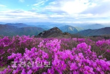 가지산 정상에 진분홍 꽃물결