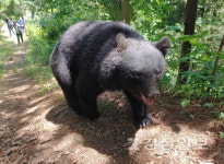 곰사육 농장, 잇단 불법행위에도 강력 제재 어려워
