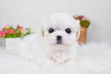 강아지 전문 미유펫 대구점 80%할인 분양 프로모션 진행