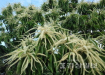 [이재명의 계절한담(閑談)(206)]밤나무골 이야기