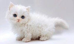 고양이분양샵 제나캣, 안전한 분양 위해 다양한 서비스 선봬