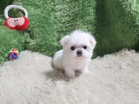 광주 강아지분양 펫왕국, 강아지 노하우 갖춘 철저한 서비스로 분양