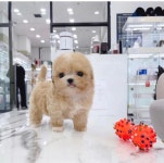 수원강아지분양 미유펫수원점 여름 이벤트 최대 90% 분양가 할인