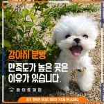 송파 강아지분양 전문 화이트퍼피 예비 견주들을 위한 다양한 지원 제공