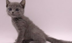 고양이분양샵 제나캣, 분양가 할인 프로모션 선보여