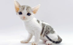 고양이분양샵 제나캣, 특가 이벤트 진행