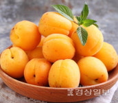 [이재명의 계절한담(閑談)(209)]살구와 매실의 계절