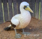 푸른얼굴얼가니새 울산야생동물센터서 치료·재활