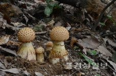 [최석영의 버섯이야기(14)]울산도깨비광대버섯