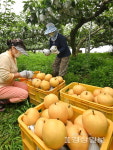 결실의 계절…잘 익은 신고배
