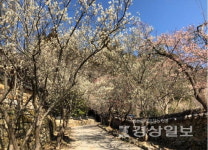 천연기념물 순천 선암사 매화 등 내달말 만개