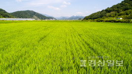 축구장 3470개 크기의 울산 논밭 사라져