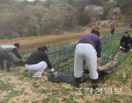 법무부 울산준법지원센터, 다문화체험농장에서 비닐 씌우기 등의 작업 실시