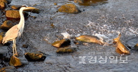 왜가리의 행복한 고민