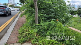 울산 중구 강북로~아산로 일부 인도, 좁고 잡초 무성