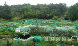 울산시부지 십수년째 방치…무단경작 기승