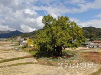 [윤석의 더불어나무(10)]울주 구량리 은행나무