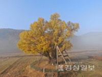 [윤석의 더불어나무(11)]울주 구량리 은행나무의 슬픔