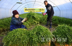 생동하는 봄의 맛, 선바위 미나리 수확