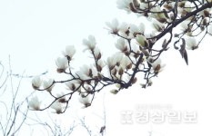 [이재명의 계절한담(閑談)(294)]나무에 피는 연꽃