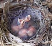 [이재명의 계절한담(閑談)(302)]날아라 새들아 푸른 하늘을