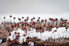 울산의 생물·울주의 풍광, 앵글에 담아보세요