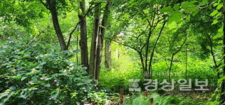 [정홍가의 정원이야기(40)]자연의 숲, 세로토닌 충전소