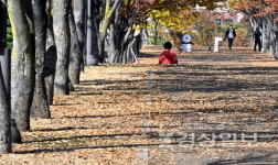가로수 낙엽처리 골머리