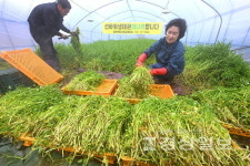 겨울 입맛 돋우는 선바위 미나리