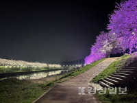 울주군 회야강변 벚꽃길서 밤벚꽃놀이 즐겨요