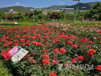 기장 정관읍 좌광천변 곳곳, 4만5000여그루 장미 활짝