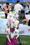 [르포]2024 울산 남구 반려동물축제 어서오시개 펫스티벌 성료, 한껏 멋부린 반려동물들과 즐거운 추억