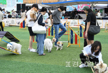 [르포]2024 울산 남구 반려동물축제 어서오시개 펫스티벌 성료, 한껏 멋부린 반려동물들과 즐거운 추억
