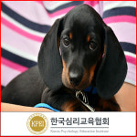 애견유치원·펫시터·애견카페 관심자에 무료수강 이벤트 반려동물관리사 자격증 강의