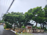 젊은느티나무꽃화원 | [송시내의 초록지문(7)]젊은, 느티나무