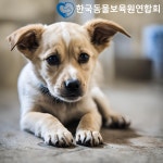 동물보육원, 파양된 강아지와 고양이의 트라우마 보육원에서 재활 과정 필요
