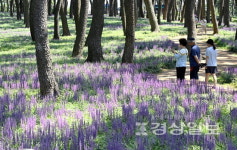 대왕암공원 보랏빛 맥문동 장관