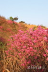 울산 울주군, 보조금 다툼 대운산철쭉제 중재 나선다