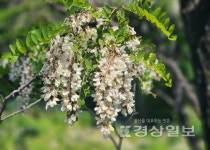 [송시내의 초록지문(17)]향기를 읽다