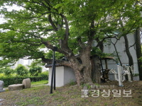[윤석의 더불어나무(39)]마동마을 소태나무
