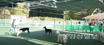 남구, 애견운동공원 야간 개장