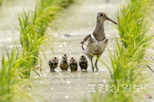 천연기념물 호사도요 울산에 첫 둥지