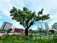 [윤석의 더불어나무(41)]북정동 옛 울산초등학교 회화나무