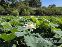 꽃 없는 공원 못안저수지 7년만에 연꽃 활짝