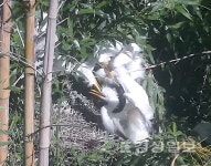 태화강 중백로 산란부터 이소까지 71일간의 성장과정 첫 포착