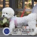 국제자격검정원, 골든두들·강아지파양 관련 반려동물관리사 자격증 무료교육